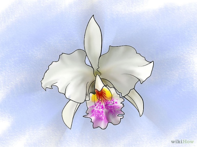 Care for Orchids Step 3Bullet2.jpg