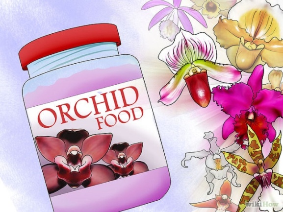 Care for Orchids Step 6 Version 2.jpg