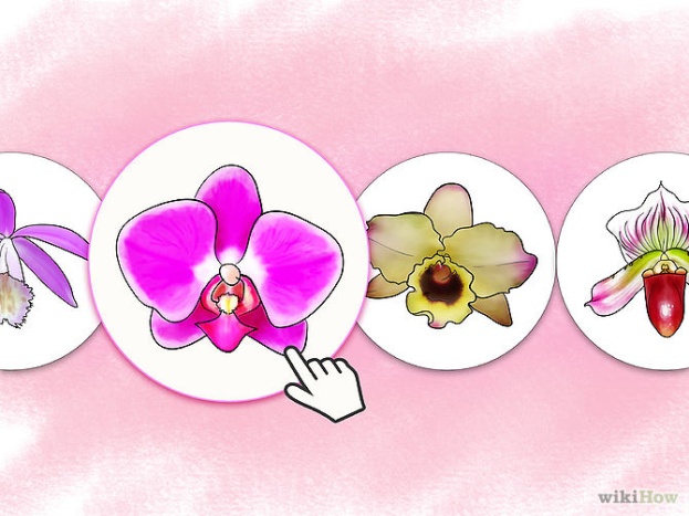 Care for Orchids Step 1 Version 2.jpg