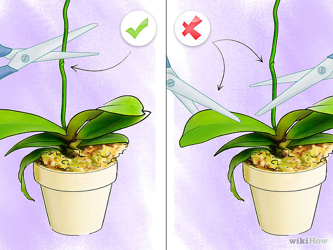 Care for Orchids Step 13.jpg