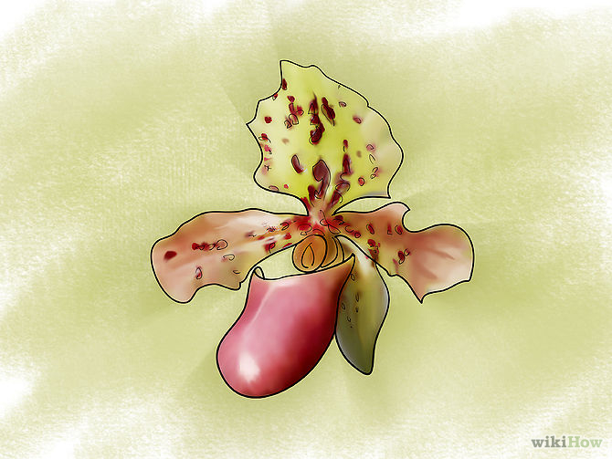 Care for Orchids Step 3Bullet4.jpg