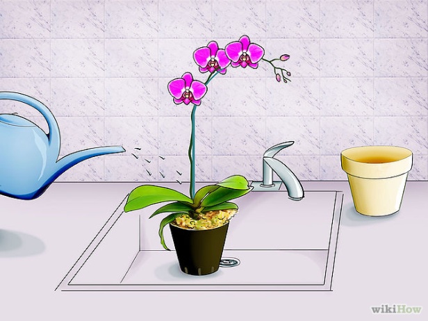 Care for Orchids Step 5.jpg