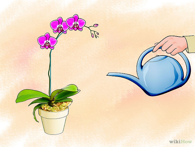 Care for Orchids Step 4 Version 2.jpg