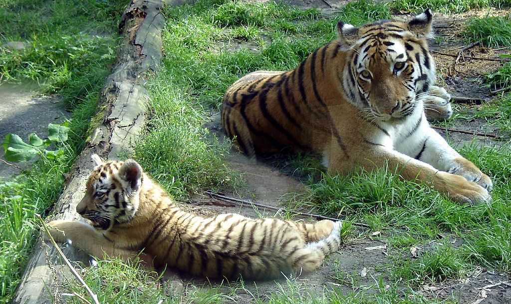 https://upload.wikimedia.org/wikipedia/commons/thumb/4/49/Amersfoort_Zoo_Siberian_Tigers.jpg/1024px-Amersfoort_Zoo_Siberian_Tigers.jpg