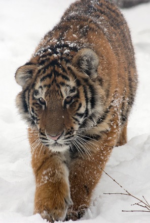 https://upload.wikimedia.org/wikipedia/commons/thumb/3/3c/Amur_Tiger_Panthera_tigris_altaica_Cub_Walking_1500px.jpg/640px-Amur_Tiger_Panthera_tigris_altaica_Cub_Walking_1500px.jpg