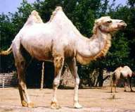 Camelus%20bactrianus4