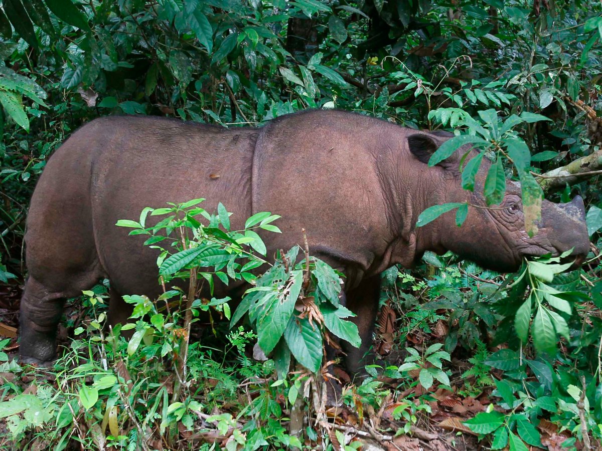7. Суматранский носорог.