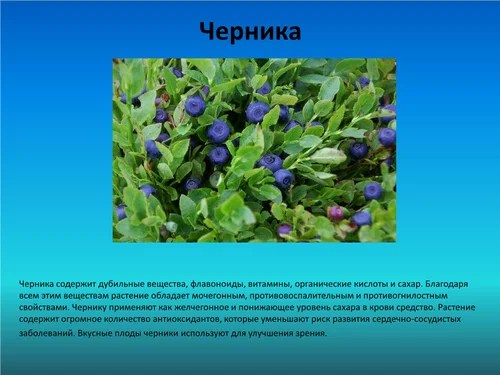 Лекарственные и съедобные растения