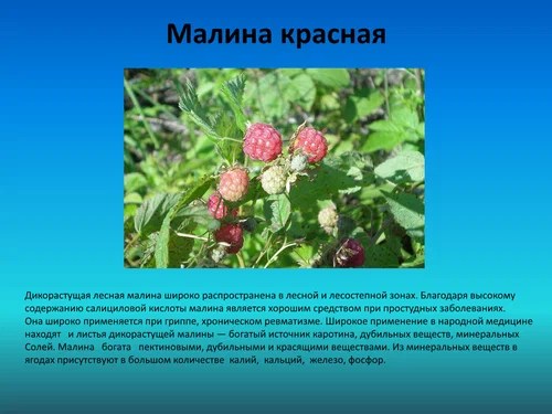 Лекарственные и съедобные растения