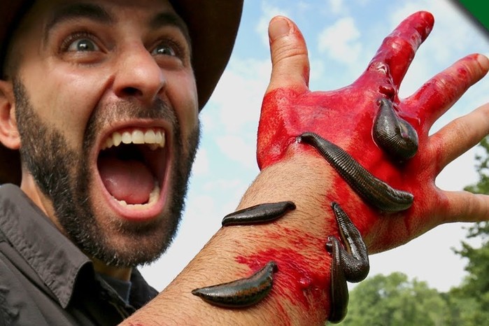 Интересные факты о лечебных пиявках Интересные факты о лечебных пиявках