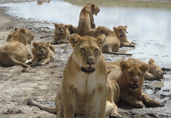 Photo by amanderson2 at Flickr. Serengeti, Tanzania. CC BY 2.0 