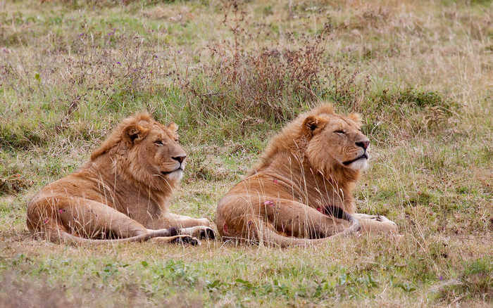 Photo by Swati Sani at Flickr. Ngorongoro, Tanzania. CC BY-NC-ND 2.0