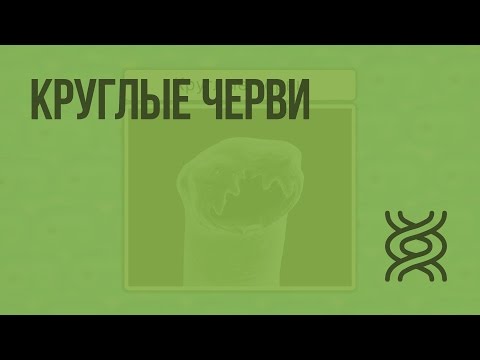 Бактефорт от паразитов цена