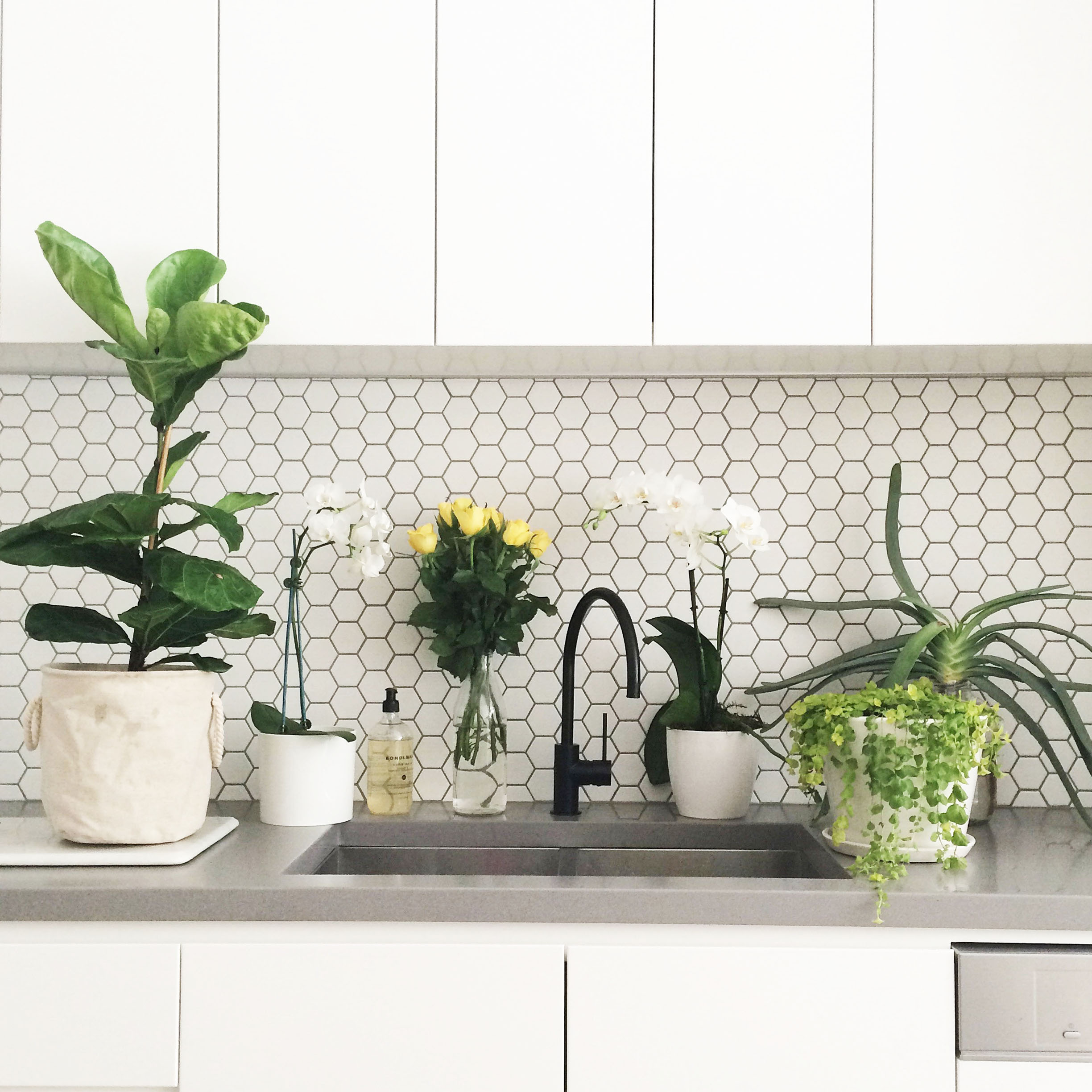 Комнатные растения на кухне