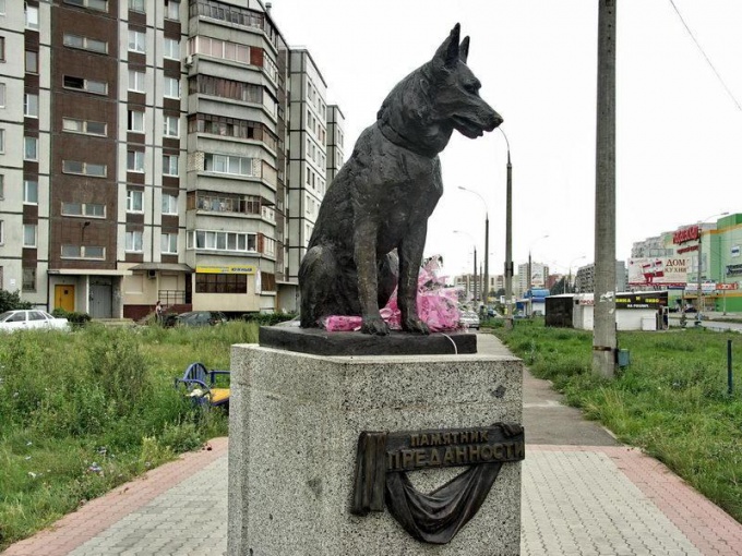 Верный пес в Тольятти