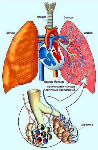 Дыхательный аппарат, альвеолы