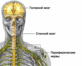 Нервная система человека 