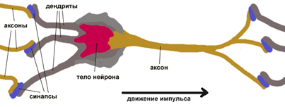 Строение нейрона