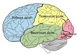 Доли головного мозга 
