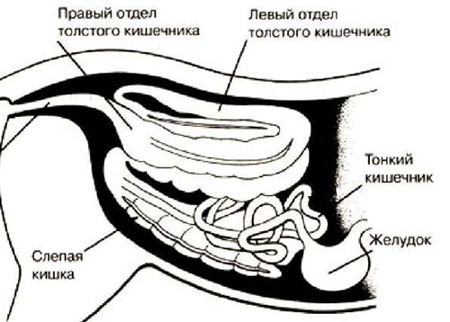 Движение пищи в кишечник