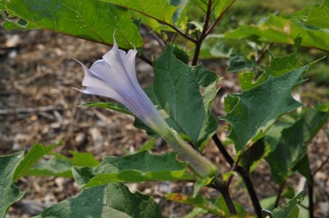 Дурман обыкновенный, или Дурман вонючий (Datura stramonium)