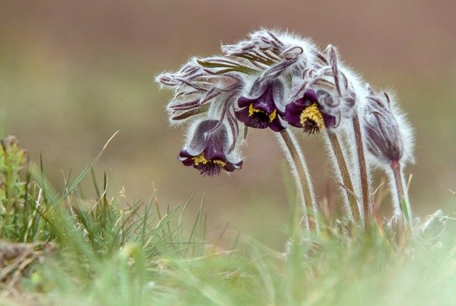 Прострел чернеющий (Pulsatilla nigricans)